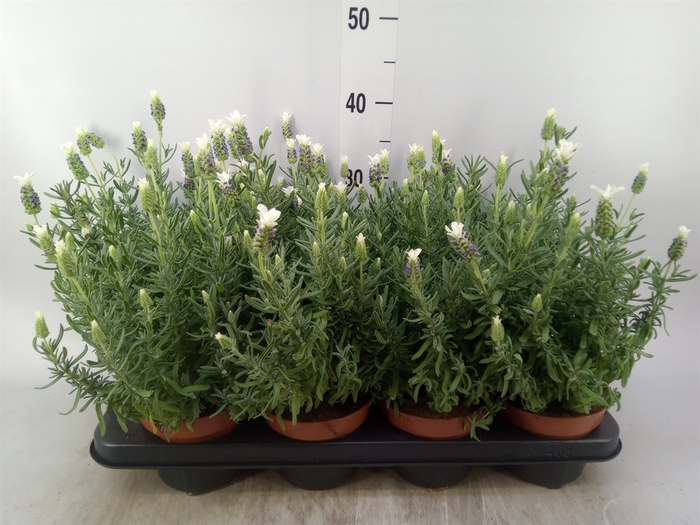 <h4>Lavandula stoec. 'LittBee BlueWhit'</h4>