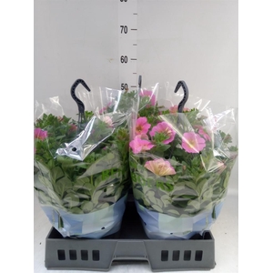 xPetchoa  'BeautiCal Sunray Pink'