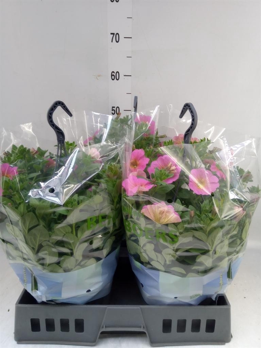 <h4>xPetchoa  'BeautiCal Sunray Pink'</h4>