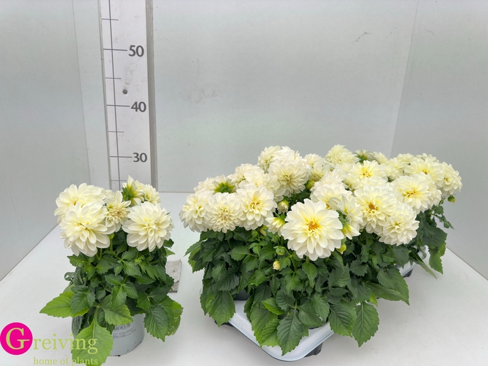 <h4>DAHLIA DAHLSTAR WHIT</h4>