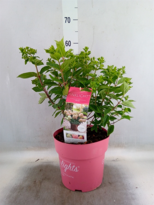 <h4>Hydrangea pan. 'Pinklight'</h4>