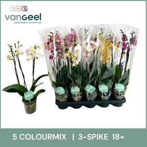 PHAL GEM 5 KL