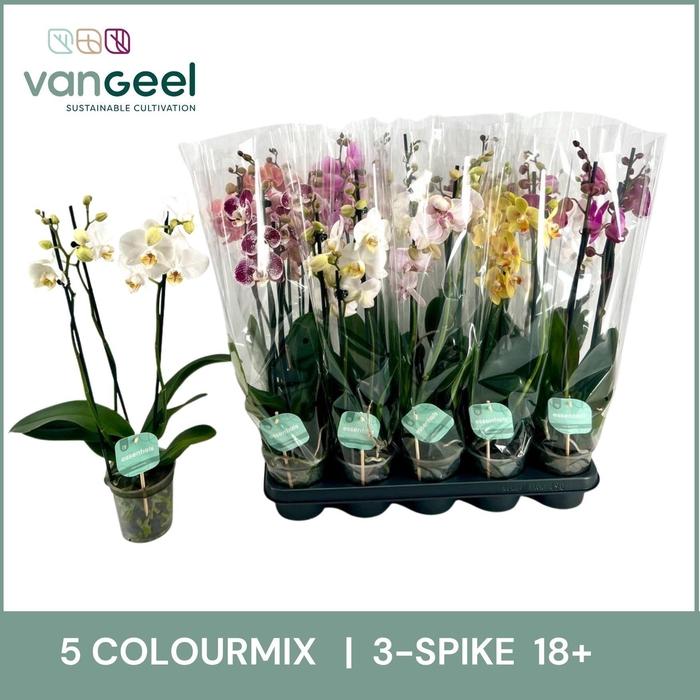 <h4>PHAL GEM 5 KL</h4>
