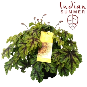 Heuchera 'Indian Summer' Green