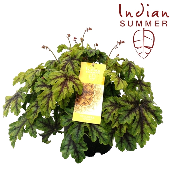 <h4>Heuchera 'Indian Summer' Green</h4>