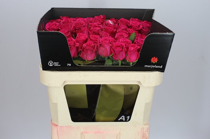 <h4>Rosa Gr Xoch</h4>