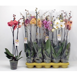 PHAL GEM