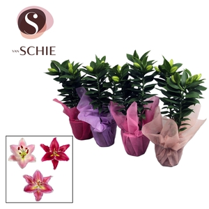 Oriental p13 Pink WRAP Non Woven