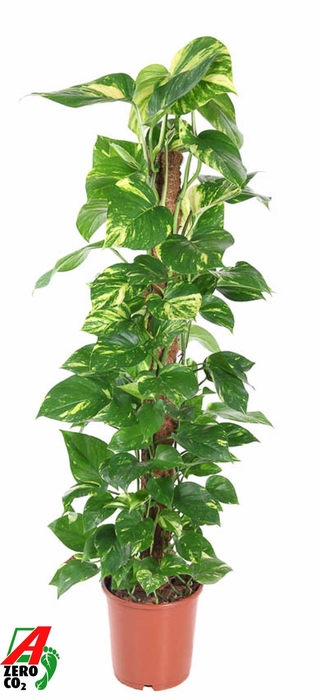 <h4>Epipremnum Pinnatum P24</h4>