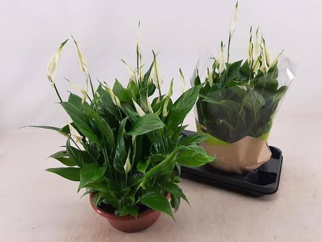 <h4>SPATH BELLINI</h4>