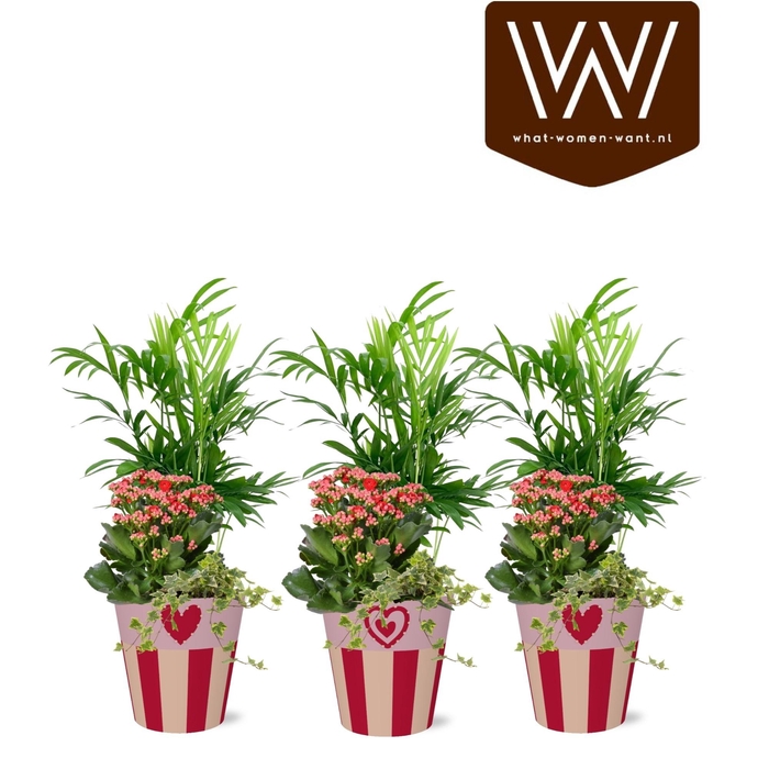 <h4>ARR KAMERPL</h4>