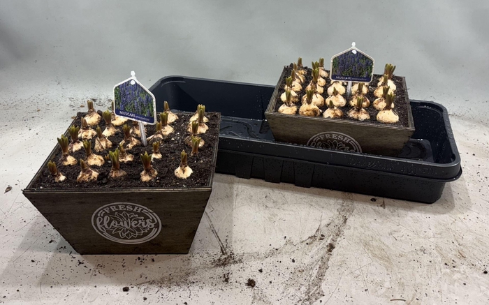 <h4>Arr.  Muscari L%</h4>