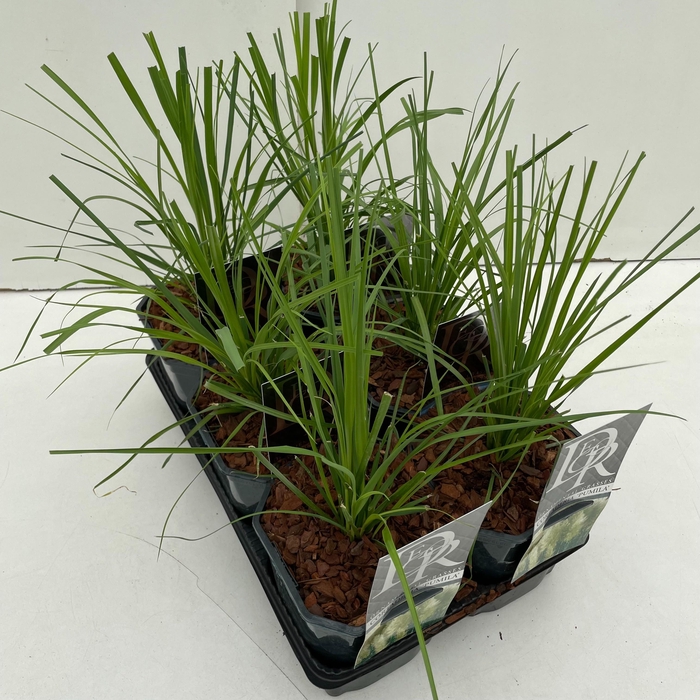 <h4>Cortaderia mix in tray</h4>