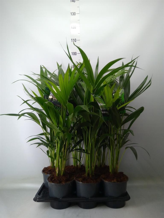 <h4>Howea forsteriana</h4>