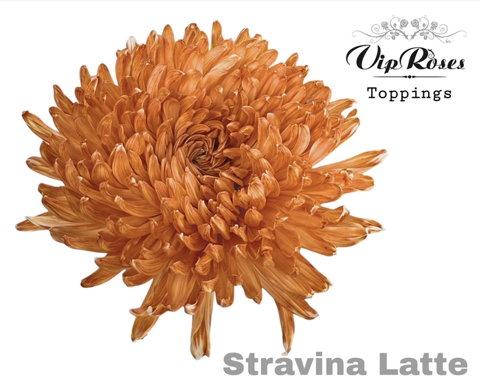 <h4>CHR G STRAVINA LATTE</h4>