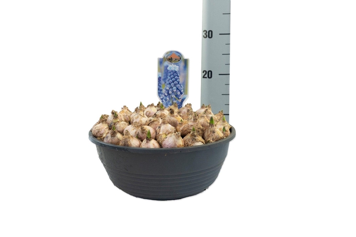 <h4>Muscari Blue Moon</h4>