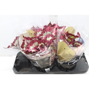 BEGONIA REX TIE DYE P15
