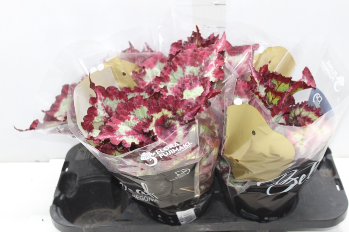 <h4>BEGONIA REX TIE DYE P15</h4>