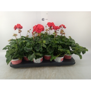Pelargonium zona. 'Savan Red'