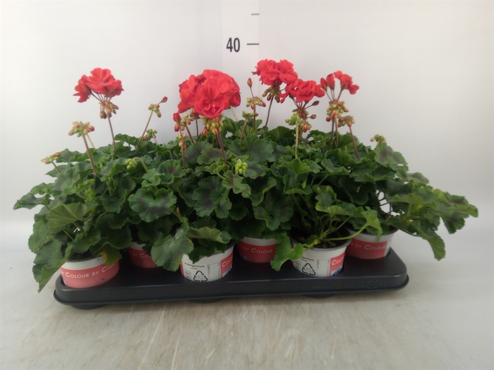 <h4>Pelargonium zona. 'Savan Red'</h4>