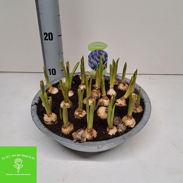 <h4>MUSCAR BIG SMILE</h4>