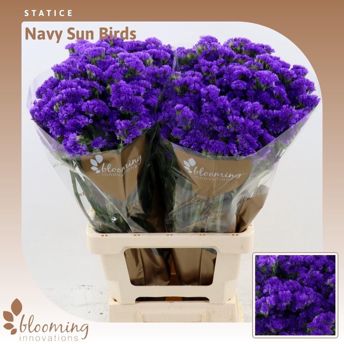 <h4>Statice Navy Sun Birds</h4>