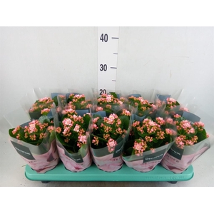 Kalanchoe blos. 'Serenity Softpink'