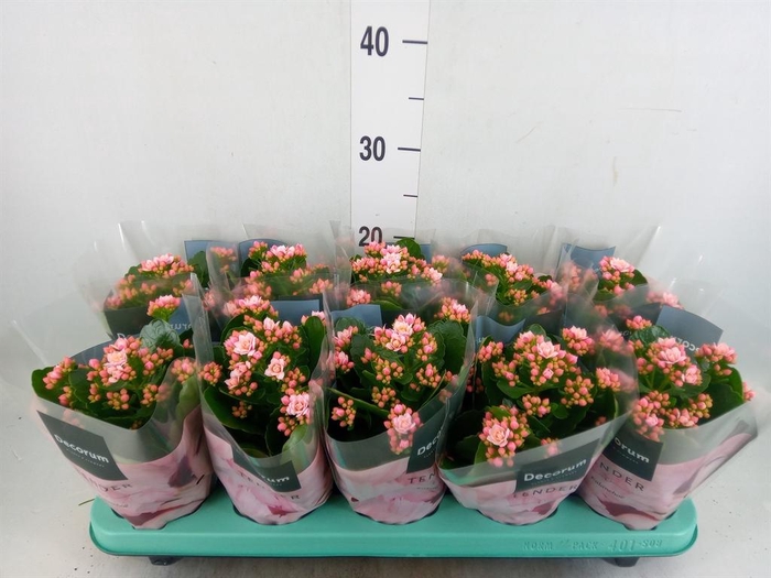 <h4>Kalanchoe blos. 'Serenity Softpink'</h4>