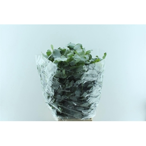Euca Cinerea Heavy 5 Stems Selected