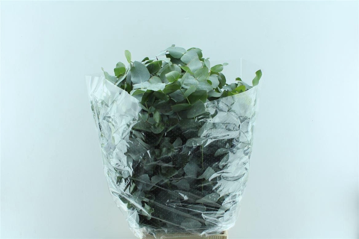 <h4>Euca Cinerea Heavy 5 Stems Selected</h4>