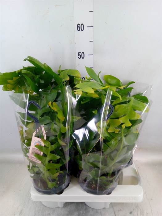 <h4>Epiphyllum   ...</h4>