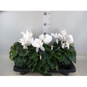 Cyclamen GR 'Mammoth'