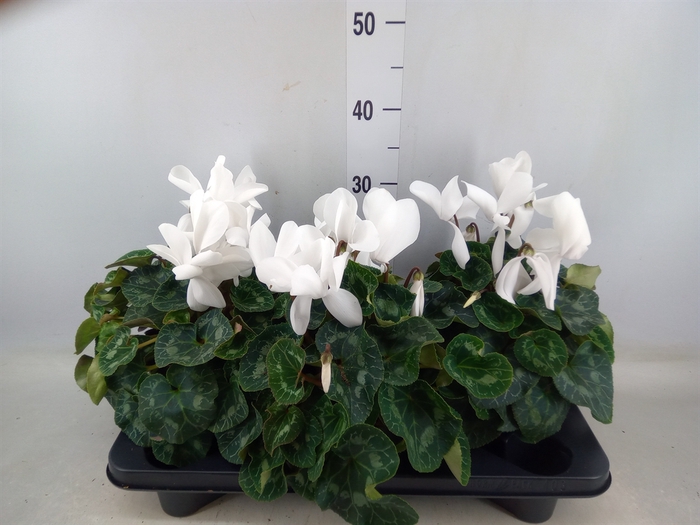 <h4>Cyclamen GR 'Mammoth'</h4>