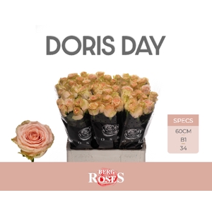 R GR DORIS DAY @ 60 cm B1