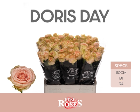 <h4>R GR DORIS DAY @ 60 cm B1</h4>