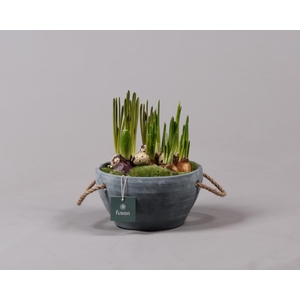 Cement pot met handvaten en Bollenmix