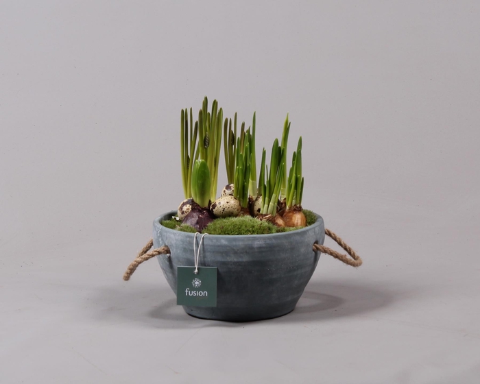 <h4>Cement pot met handvaten en Bollenmix</h4>