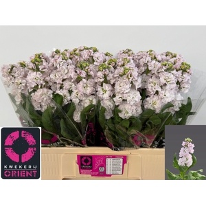 MATTH STOX SILVER