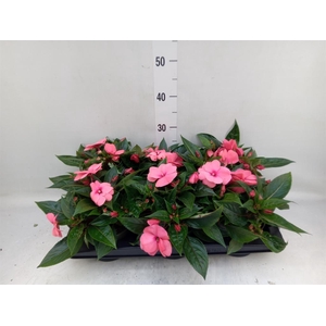 Impatiens NG 'Tamarinda Pink'