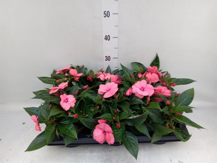 <h4>Impatiens NG 'Tamarinda Pink'</h4>