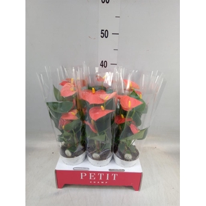 Anthurium andr. 'Orange Champion'