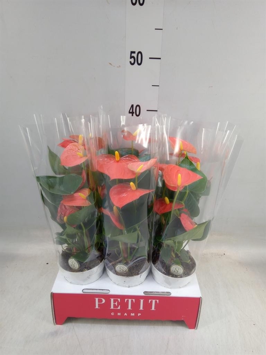 <h4>Anthurium andr. 'Orange Champion'</h4>