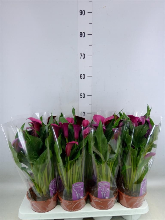 <h4>Zantedeschia   ...</h4>
