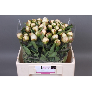 Paeonia Honey Gold | Heavy Quality