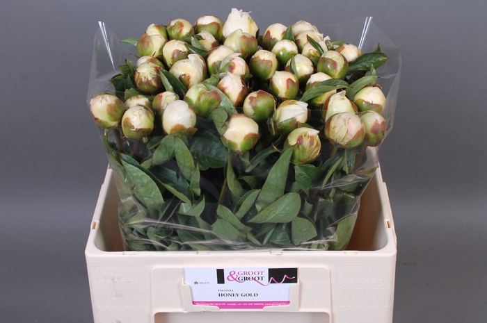 <h4>Paeonia Honey Gold | Heavy Quality</h4>