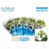 Hyp Coco Bamboo X5