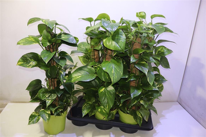 <h4>Epipr Mosstok</h4>