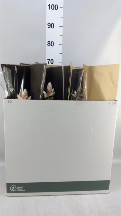 <h4>GUZMANIA 'CANDY'</h4>