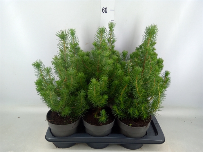 <h4>Pinus pinea 'Silver Crest'</h4>