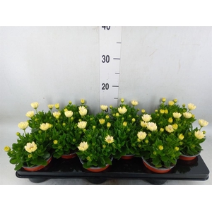 Osteospermum  'Sunny Pingo'